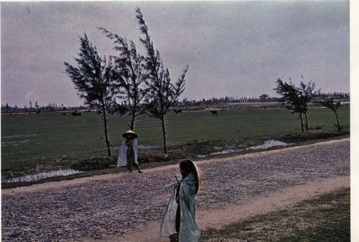 A colour photograph of a gravel road along green paddy, casuarinas still leaning from the wind, cattle back out in the fields and two people in conical hats walking.